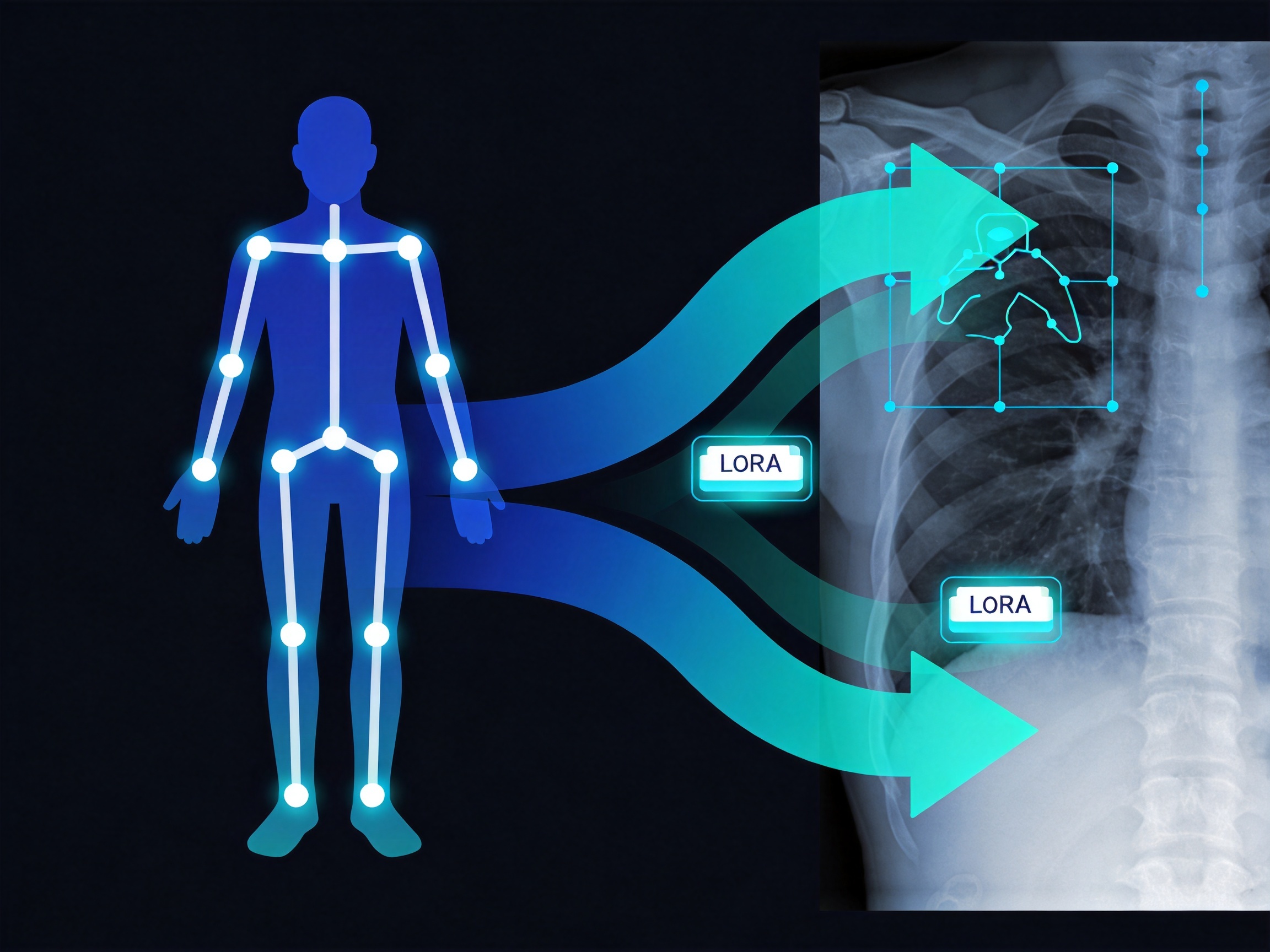 MedSapiens姿态基础模型迁移与LoRA微调技术流程示意图